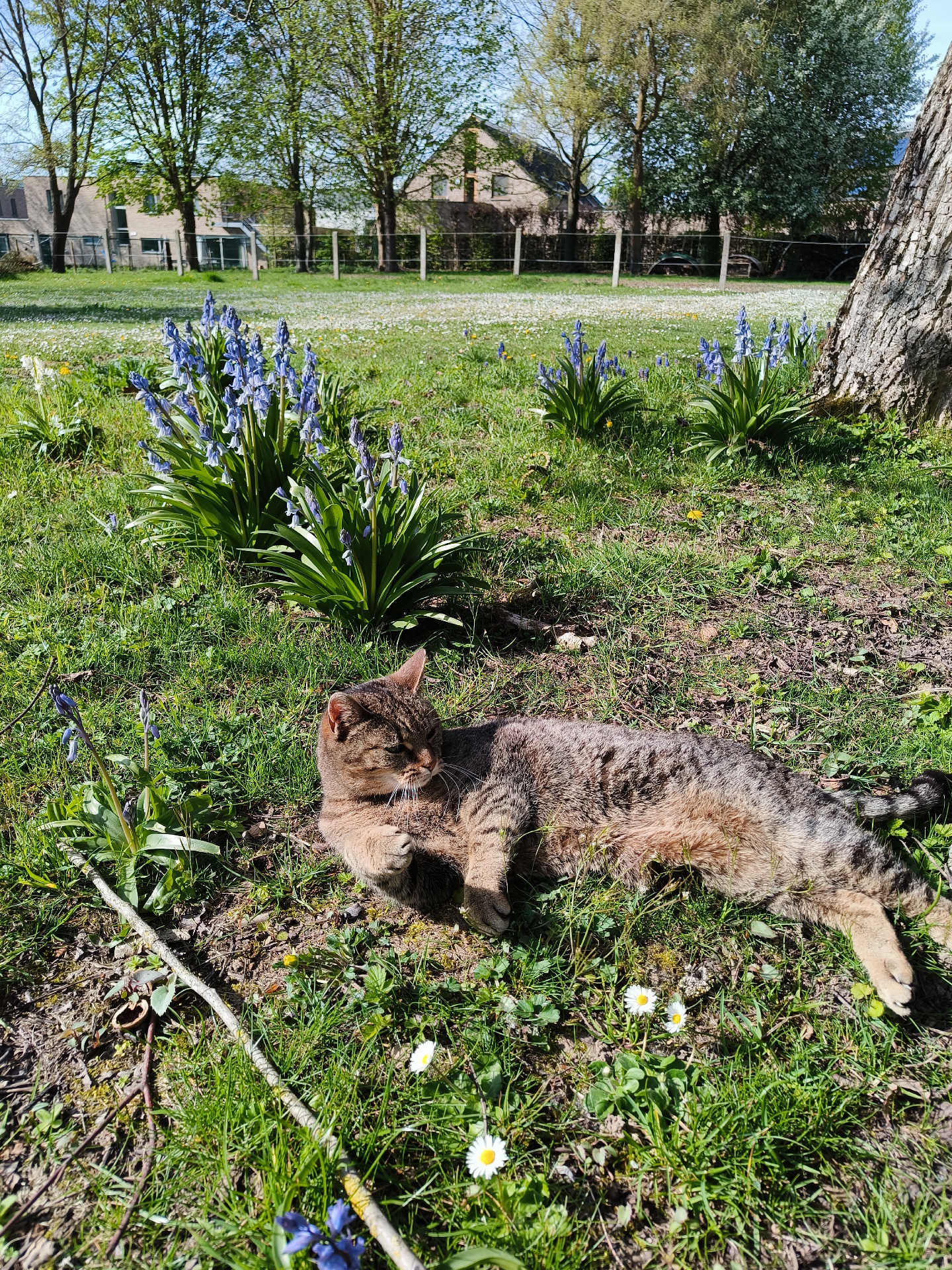 Kat van Mathijs in de tuin